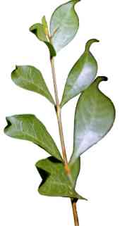 Hennapflanze Lawsonia intermis